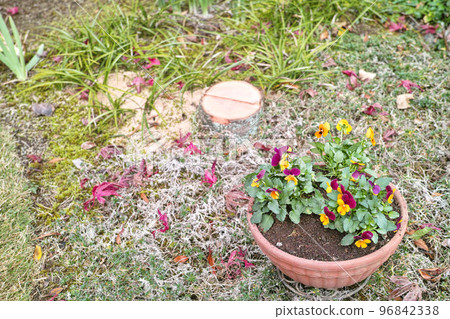 Small garden image palm stump 96842338
