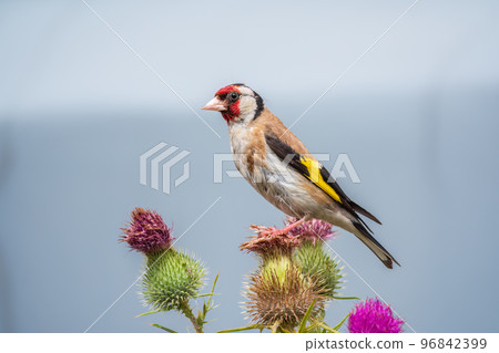 European goldfinch, feeding on the seeds of thistles. Carduelis carduelis. European goldfinch, feeding on the seeds of thistles. Carduelis carduelis. 96842399