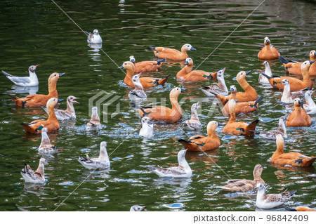 A flock of shelducks and seagulls swim in the water 96842409