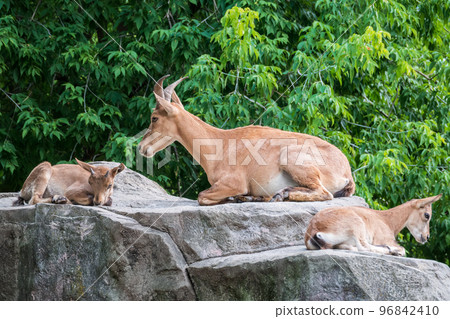 Markhor goatlings jump on the rocks. Markhor, Capra falconeri 96842410