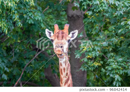 Close-up giraffe head on green leaves background 96842414