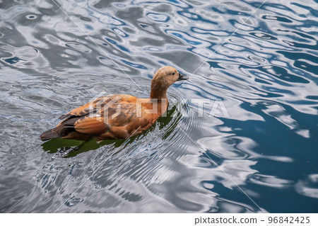 Ruddy Shelduck, or red duck, lat. Tadorna ferruginea, swimming on a lake. Ruddy Shelduck, or red duck, lat. Tadorna ferruginea, swimming on a lake. 96842425