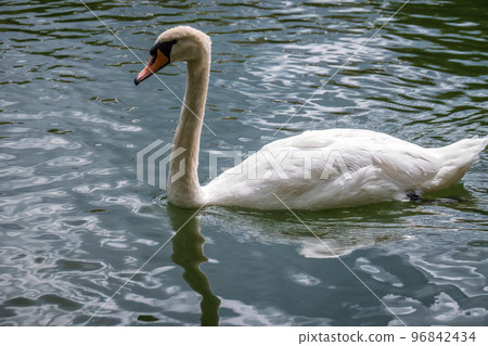 A graceful white swan swimming on a lake with dark water. The white swan is reflected in the water A graceful white swan swimming on a lake with dark water. The white swan is reflected in the water 96842434