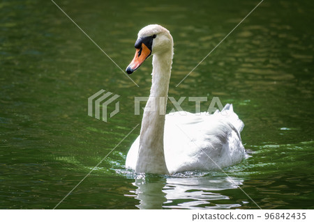 A graceful white swan swimming on a lake with dark water. The white swan is reflected in the water A graceful white swan swimming on a lake with dark water. The white swan is reflected in the water 96842435