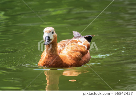 Ruddy Shelduck, or red duck, lat. Tadorna ferruginea, swimming on a lake. 96842437