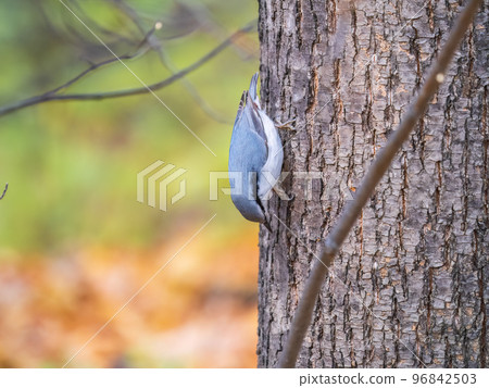 Eurasian nuthatch or wood nuthatch, lat. Sitta europaea, sitting on a tree trunk with a blurred background. 96842503