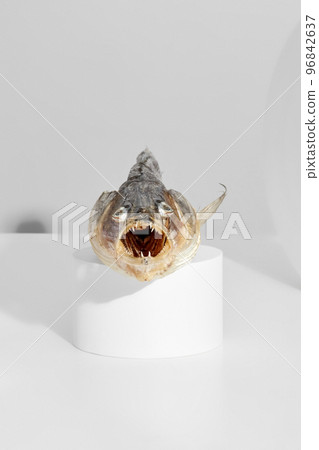 Dried zander with open toothy mouth on cylindrical stand 96842637