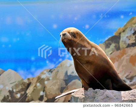 在陽光下曬乾頭髮的母海鯛 96842663