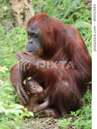 婆羅洲猩猩抱著幼崽吃橡子 婆羅洲猩猩抱著幼崽吃橡子 96842664