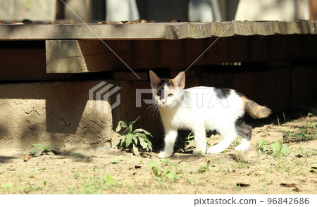 early morning kitten 96842686