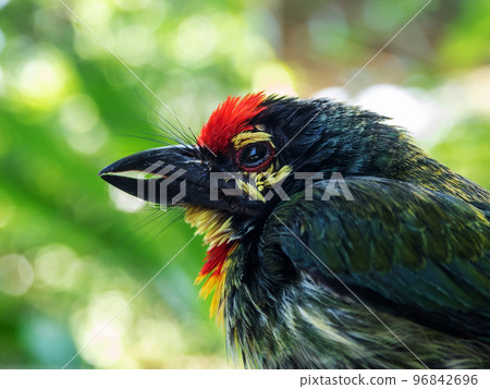 The face of Juvenile Coppersmith barbet bird 96842696