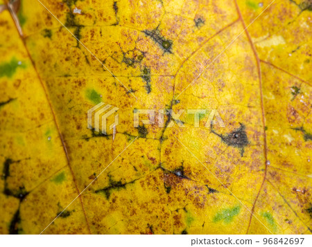 The old leaves change color to yellow before they wither 96842697