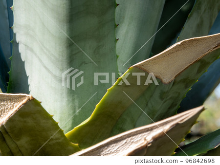 Succulent plant close-up, thorn and detail on leaves of Agave plant 96842698