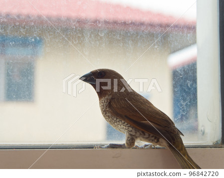 Bird at the glass window Bird at the glass window 96842720