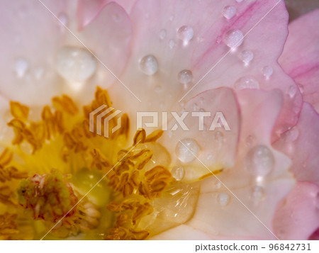 Close-up delicate Sea Anemones rose pollens and petals as nature background Close-up delicate Sea Anemones rose pollens and petals as nature background 96842731