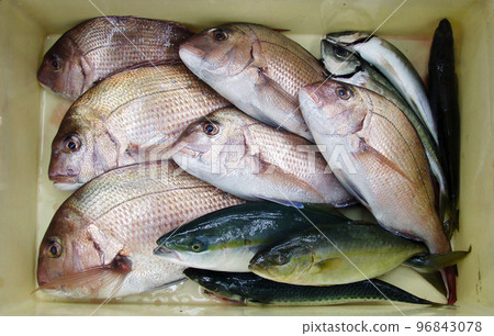 很多紅海鯛、inada 和其他漁獲物在塑料商業蝙蝠中。 很多紅海鯛、inada 和其他漁獲物在塑料商業蝙蝠中。 96843078