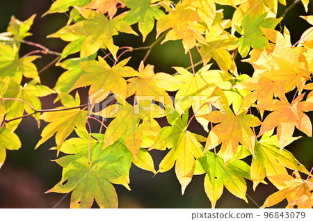 初秋的楓葉 96843079