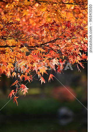 楓葉秋葉 96843080