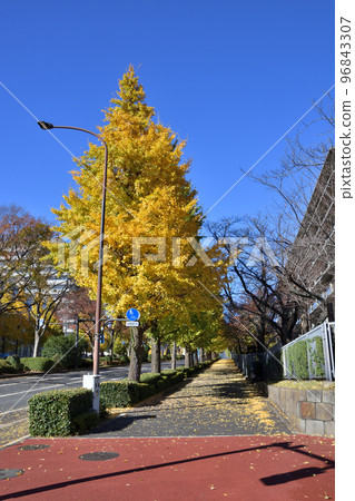 霞關銀杏樹 96843307