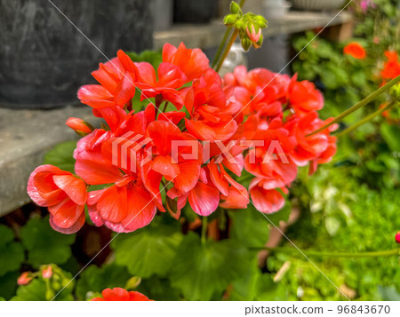 Bright geranium flowers in early summer 96843670