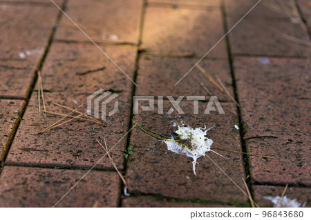 Bird droppings 96843680