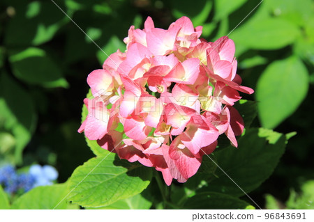 Pink hydrangea Pink hydrangea 96843691