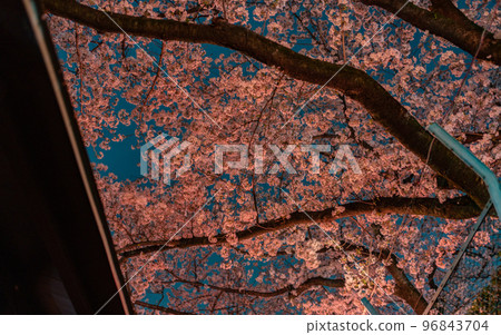 愛知/名古屋城和櫻花 愛知/名古屋城和櫻花 96843704