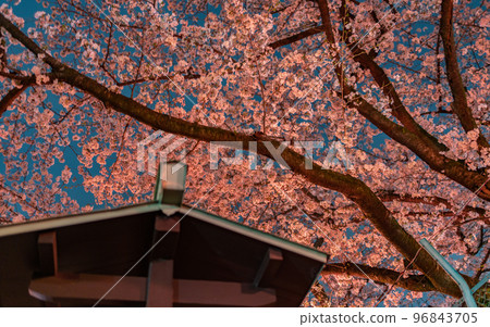 Aichi/Nagoya Castle and cherry blossoms 96843705