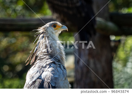 The secretarybird or secretary bird (Sagittarius serpentarius) The secretarybird or secretary bird (Sagittarius serpentarius) 96843874