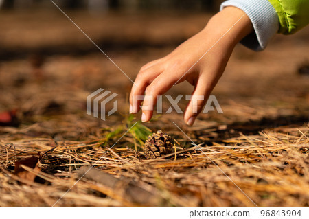 child picking up pine cones child picking up pine cones 96843904