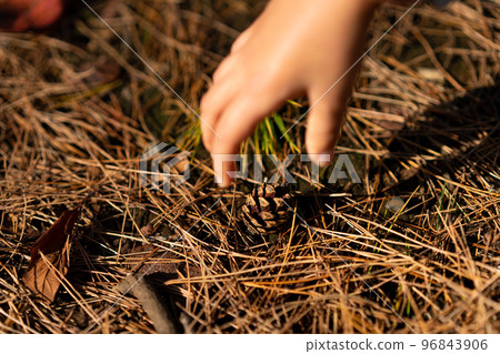 child picking up pine cones child picking up pine cones 96843906