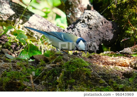 Great tit 96843969
