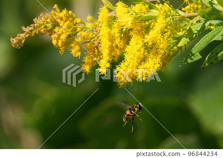 在外地盛開的輝煌花 在外地盛開的輝煌花 96844234
