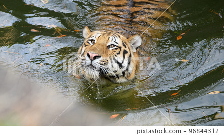 Amur tiger cub looking up from the pond Amur tiger cub looking up from the pond 96844312