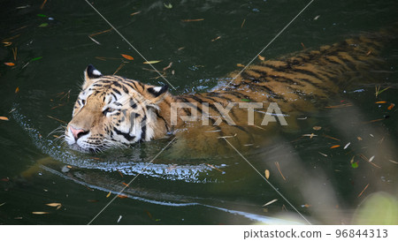 Amur tiger cub swimming in the pond Amur tiger cub swimming in the pond 96844313