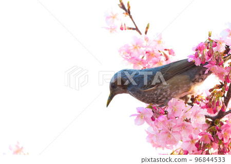 [Kyoto Prefecture] March: Kawazu Cherry Blossoms and Brown-eared Bulbuls in Yodo 96844533