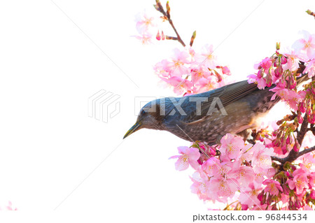 [Kyoto Prefecture] March: Kawazu Cherry Blossoms and Brown-eared Bulbuls in Yodo 96844534