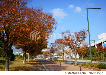 東田大通被秋葉染紅 東田大通被秋葉染紅 96844544