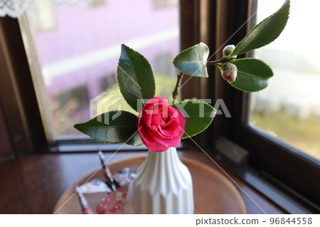 A vase of camellia in the bay window 96844558