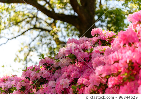 Azalea flowers that make you feel the beautiful spring season ``Japan's top 100 azaleas and tourist attractions'' Kyushu/Kumamoto Prefecture (Showaen) Azalea flowers that make you feel the beautiful spring season ``Japan's top 100 azaleas and tourist attractions'' Kyushu/Kumamoto Prefecture (Showaen) 96844629