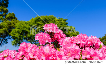 Beautiful Spring Season Azalea Flowers ``Japan's Top 100 Azalea Tourist Attractions'' Kyushu/Kumamoto Prefecture (Showaen) 96844675