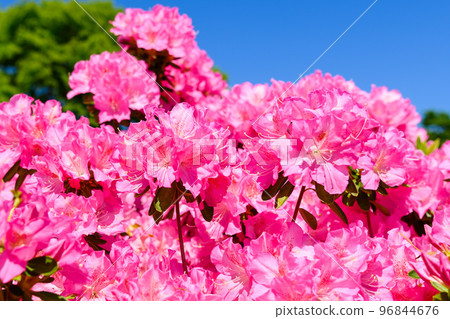 美麗的春季杜鵑花“日本百選杜鵑花旅遊勝地”九州/熊本縣（昭和園） 96844676