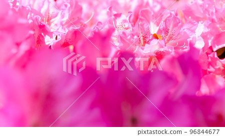 美麗的春季杜鵑花“日本百選杜鵑花旅遊勝地”九州/熊本縣（昭和園） 96844677