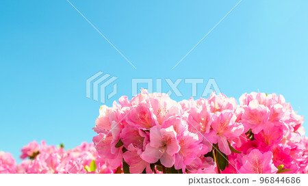 Azalea flowers that make you feel the beautiful spring season ``Japan's top 100 azaleas and tourist attractions'' Kyushu/Kumamoto Prefecture (Showaen) 96844686