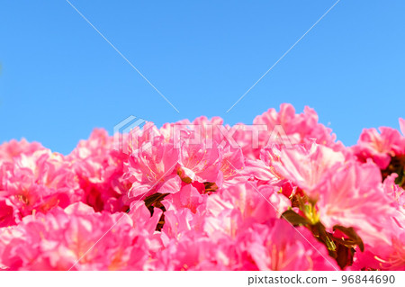 Azalea flowers that make you feel the beautiful spring season ``Japan's top 100 azaleas and tourist attractions'' Kyushu/Kumamoto Prefecture (Showaen) Azalea flowers that make you feel the beautiful spring season ``Japan's top 100 azaleas and tourist attractions'' Kyushu/Kumamoto Prefecture (Showaen) 96844690