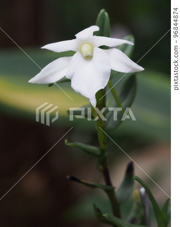 Angraecum coutrixii（西方蘭花祖先） 96844874