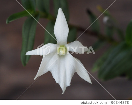 Angraecum coutrixii（西方蘭花祖先） 96844878