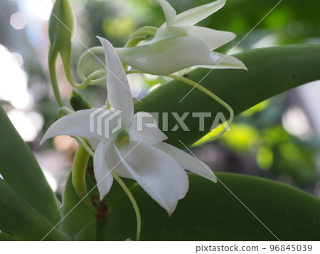 Angraecum leonis Angraecum leonis (Western orchid progenitor) Angraecum leonis Angraecum leonis (Western orchid progenitor) 96845039