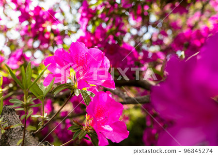 Beautiful spring season, spring flowers, tourist attraction: landscape in the park "Japan's top 100 azaleas and tourist attractions", Kyushu, Kumamoto Prefecture (Showa Garden) Beautiful spring season, spring flowers, tourist attraction: landscape in the park "Japan's top 100 azaleas and tourist attractions", Kyushu, Kumamoto Prefecture (Showa Garden) 96845274