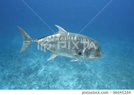 Rowiniaji Rowiniaji 96845284